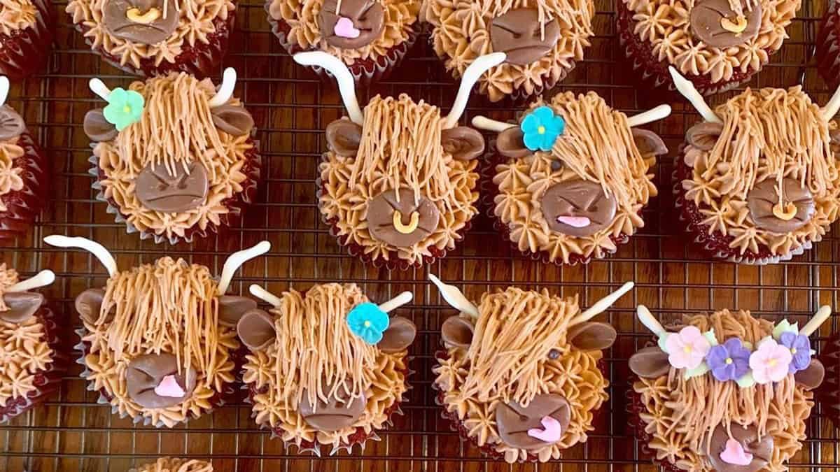 highland cow cupcakes cowgirl magazine