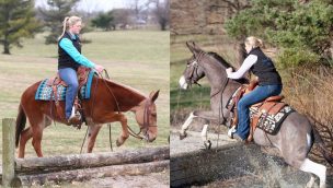 ranch mule cowgirl magazine