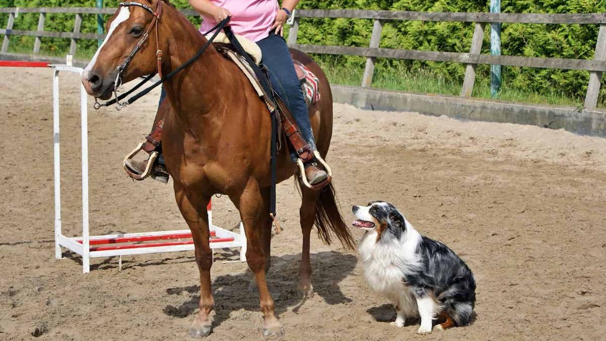 horse and dog trail cowgirl magazine
