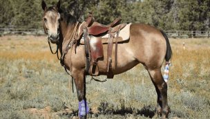 quarter pony cowgirl magazine