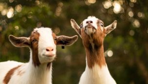 goats cowgirl magazine