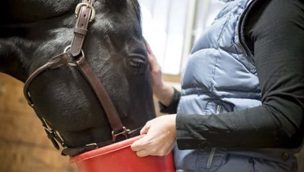 Tips-for-Winter-Horse-Care-IN3A3504