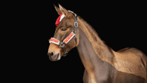 cowgirl-magazine-christmas-horse-picture