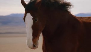budweiser clydesdale super bowl commercial cowgirl magazine