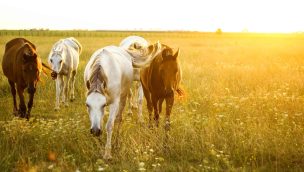 running ranch cowgirl magazine