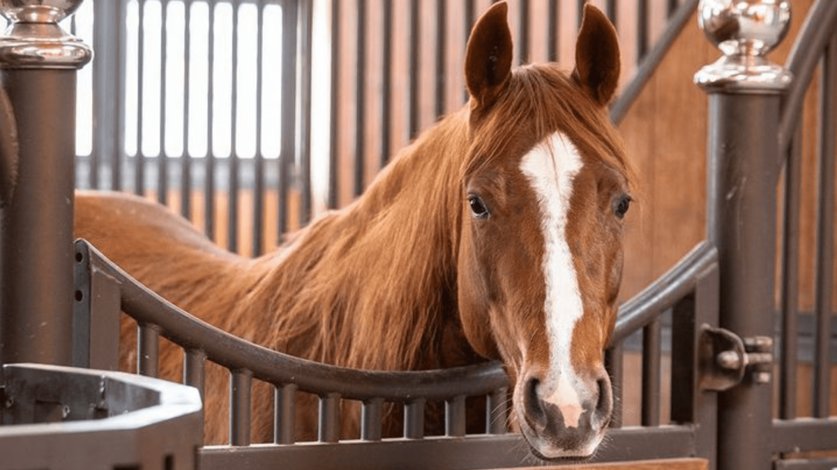 cowgirl-magazine-horse-financial-tips