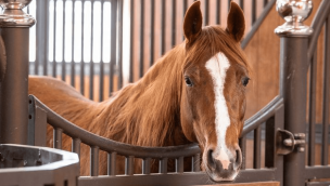 cowgirl-magazine-horse-financial-tips
