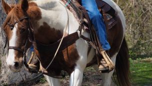 competitive trail riding cowgirl magazine