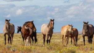 cattle vs horses cowgirl magazine