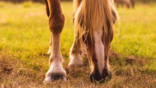 horse care beginners cowgirl magazine