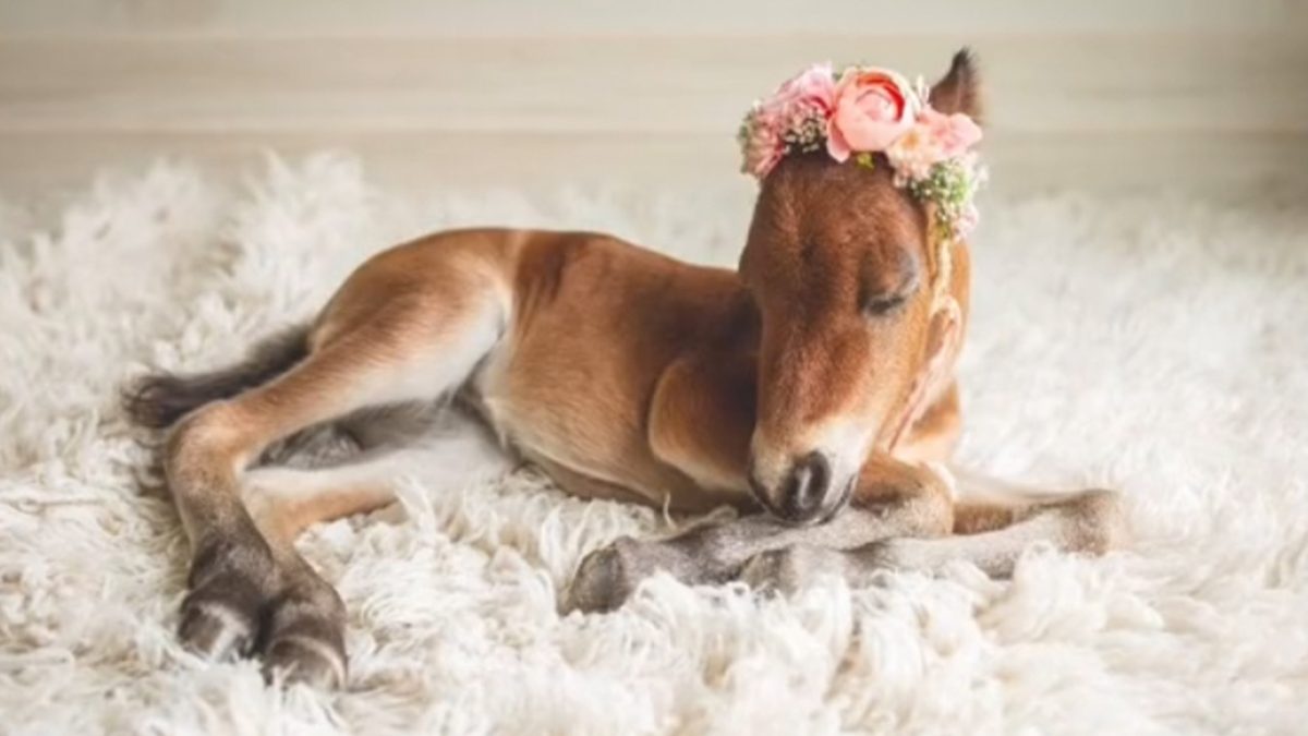 newborn foal photoshoot cowgirl magazine