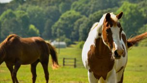 horse ownership cowgirl magazine
