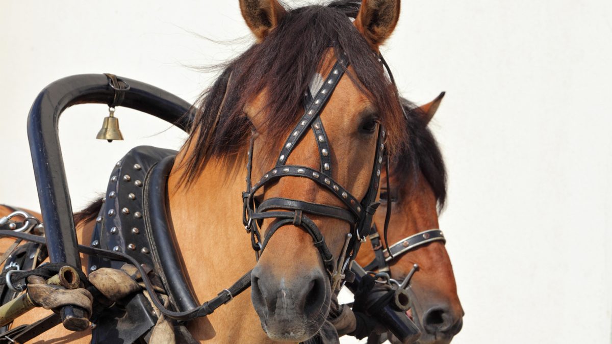 five rare horse breeds cowgirl magazine