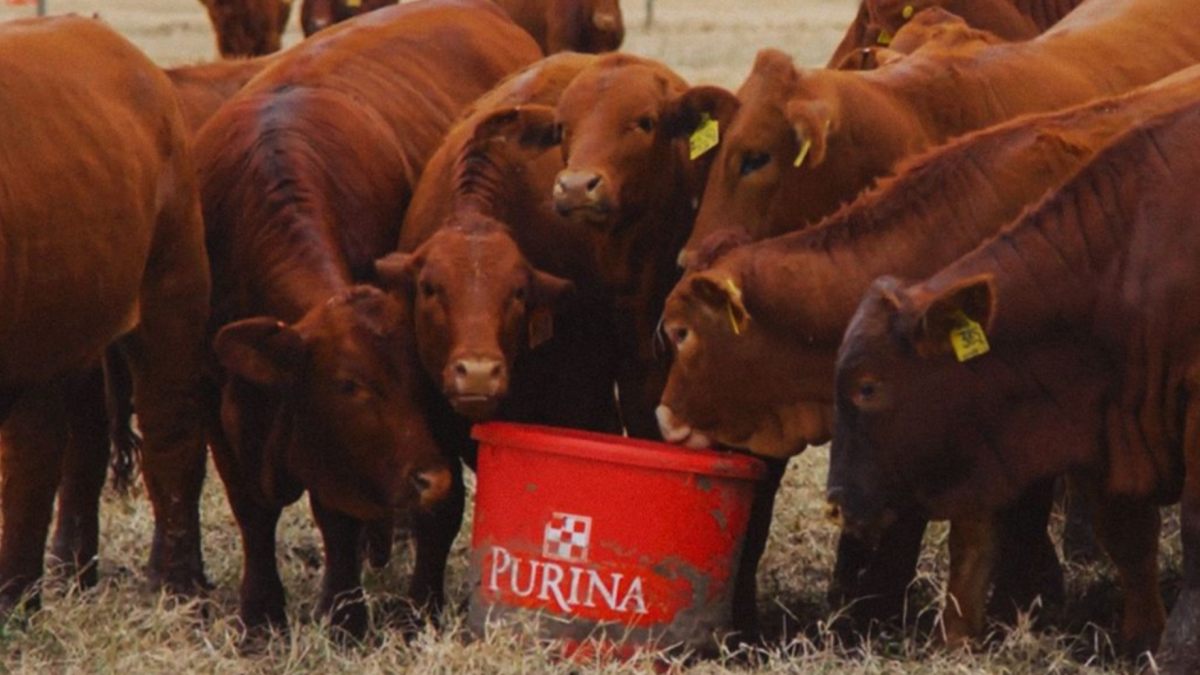 cowgirl-magazine-livestock-mineral-tub-uses