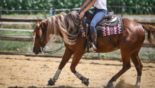 cowgirl-magazine-horse-show-morning