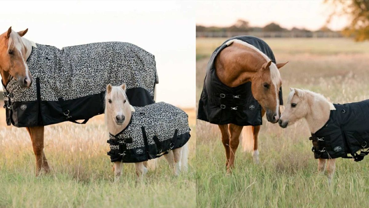 matching cheetah horse blanket set professional's choice cowgirl magazine