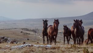blm mustang cowgirl magazine