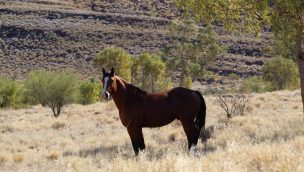brumby horse cowgirl magazine