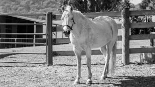 senior horses cowgirl magazine