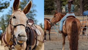 mules horses differences cowgirl magazine