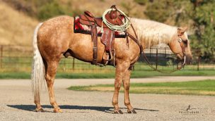 turner performance horses cowgirl magazine