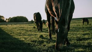 pasture management cowgirl magazine