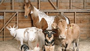 horses barnyard friends cowgirl magazine