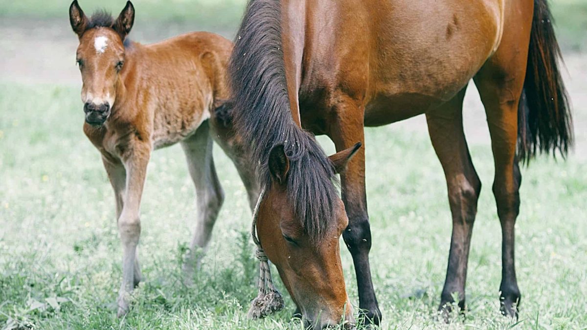 mare and foal COWGIRL magazine
