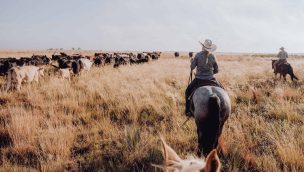 group herding cattle COWGIRL magazine