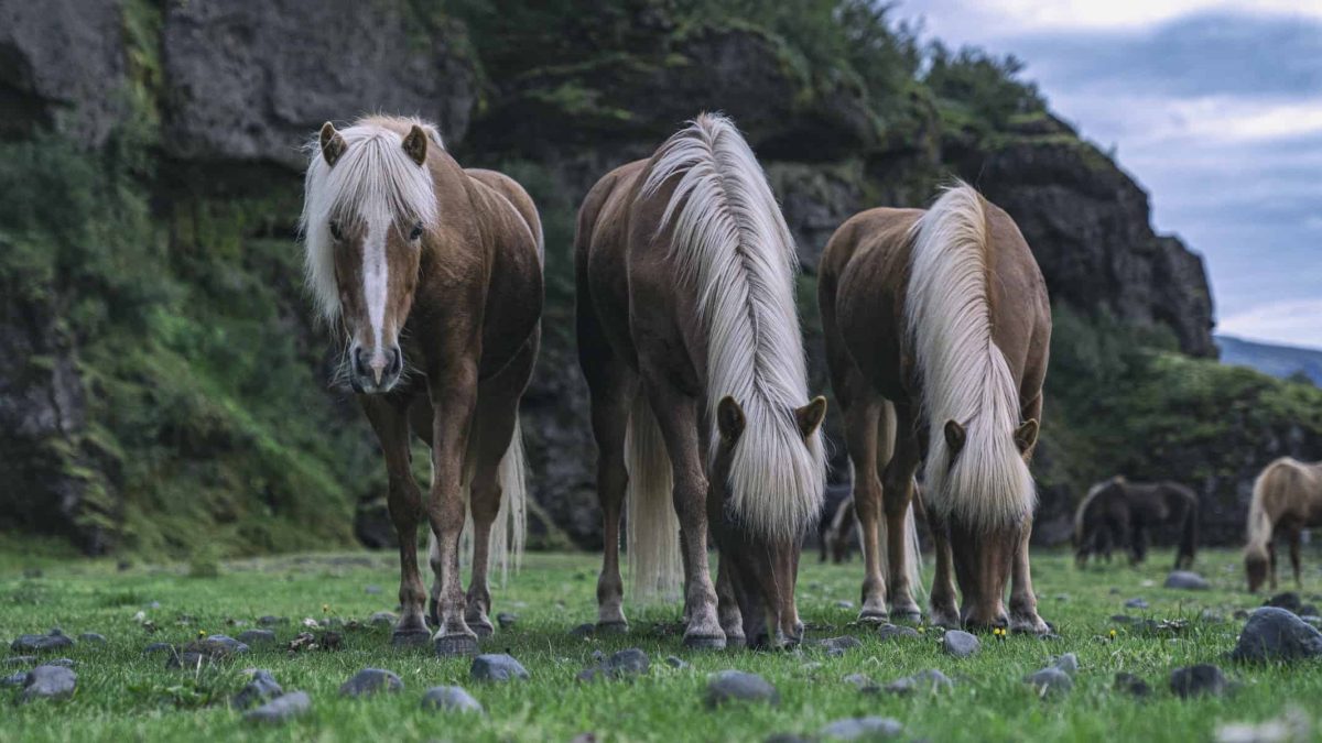 icelandic horses COWGIRL magazine