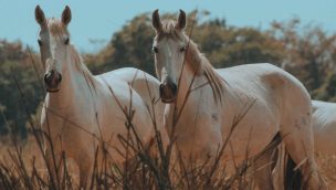 gray horses COWGIRL magazine