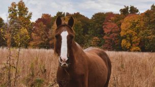 autumn horse COWGIRL magazine