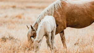 BLM mustangs COWGIRL magazine