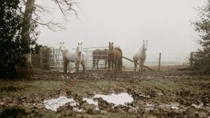 winter horses COWGIRL magazine