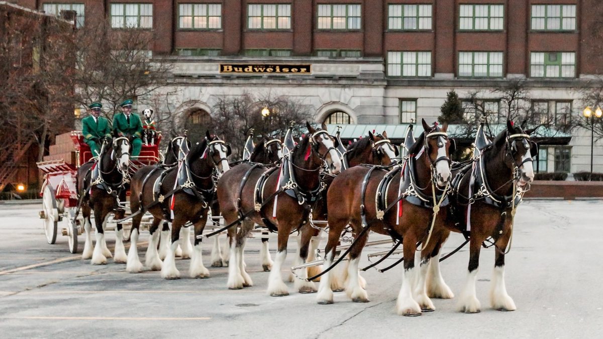 budweiser clydesdales COWGIRL magazine