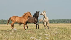 horse breeds COWGIRL magazine