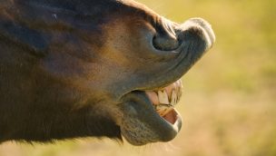 horse teeth COWGIRL magazine